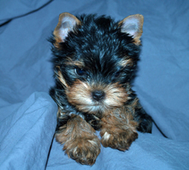 yorkie puppy picture